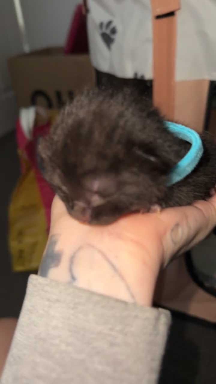 Mixed Breed cats for sale: 5 Tortoise shell kittens - Video 2
