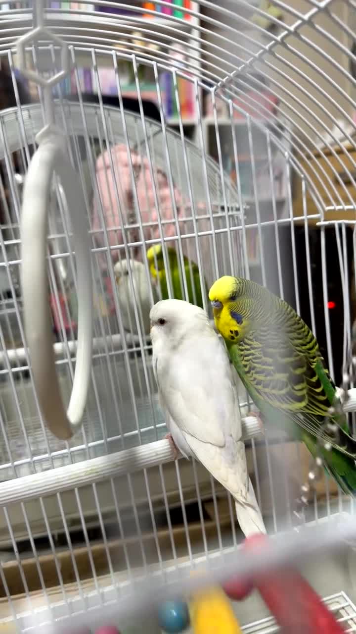 Budgerigars birds for sale: Young Pair of Budgies Looking for Loving Home - Video 2
