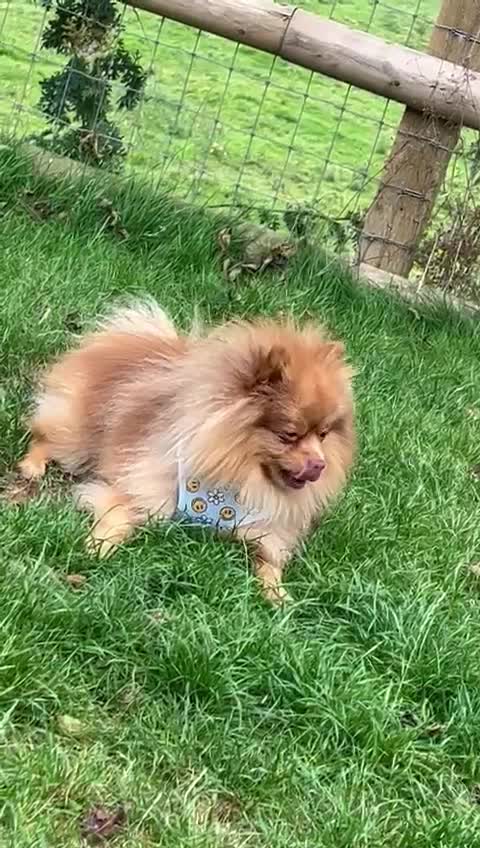 Pomeranian dogs for stud: Cobee (PROVEN)  ( STUD ONLY ) (PRODUCING MERLES)   in Liverpool - Video 1