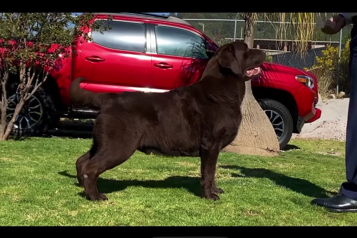 Labrador Retriever dogs for stud: CANEK (MEX IMP) CHOCOLATE LABRADOR STUD - Video 1