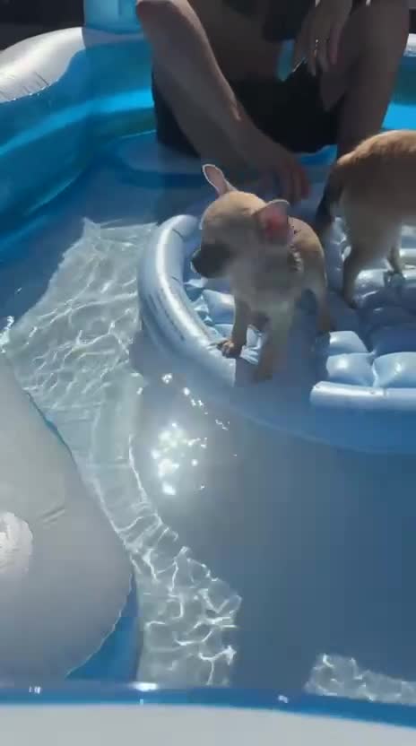 Chihuahua dogs for sale: Chihuahua for sale  - Video 1