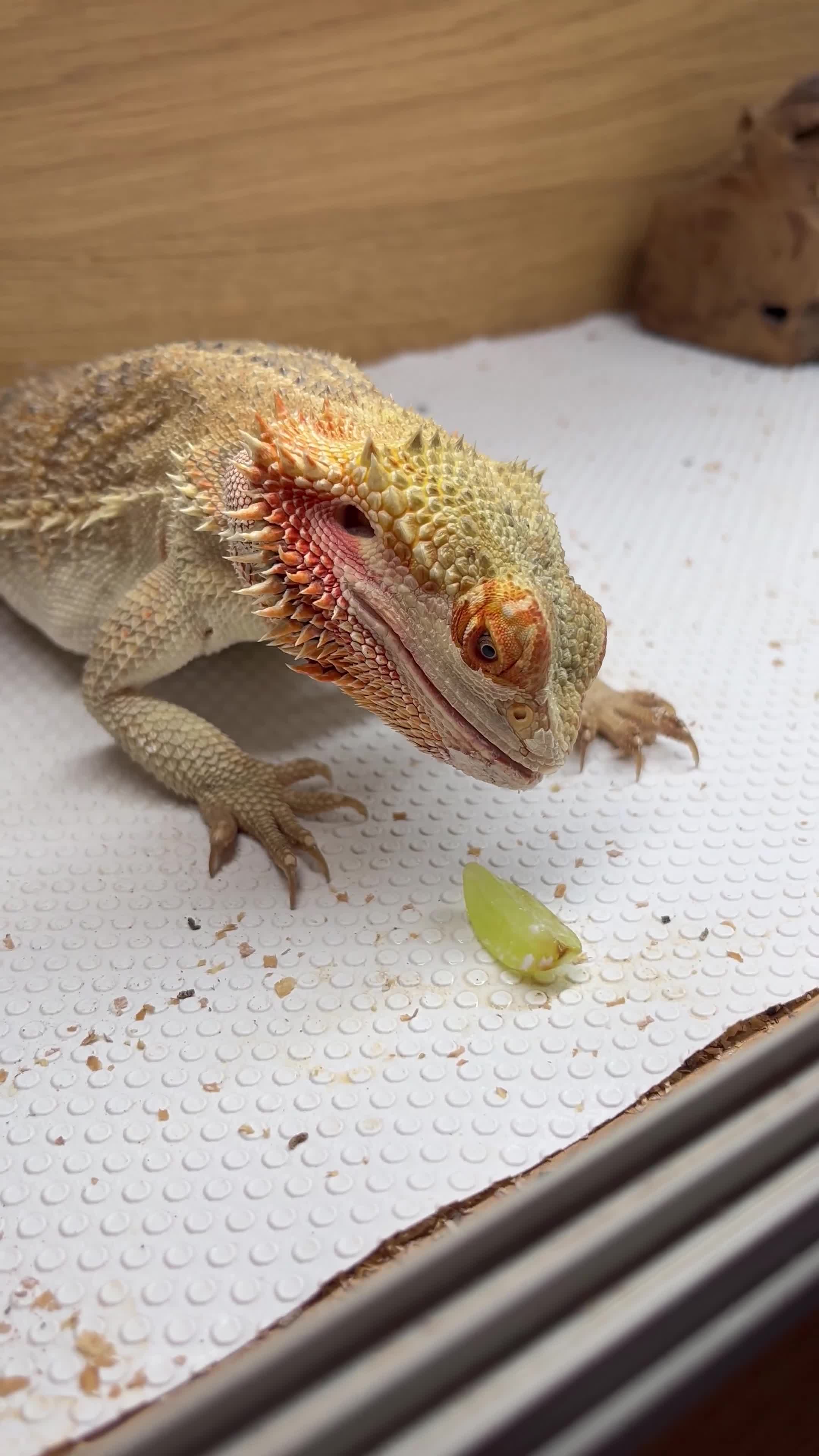 Bearded Dragon reptiles for sale: Beautiful female bearded dragon for sale! - Video 1