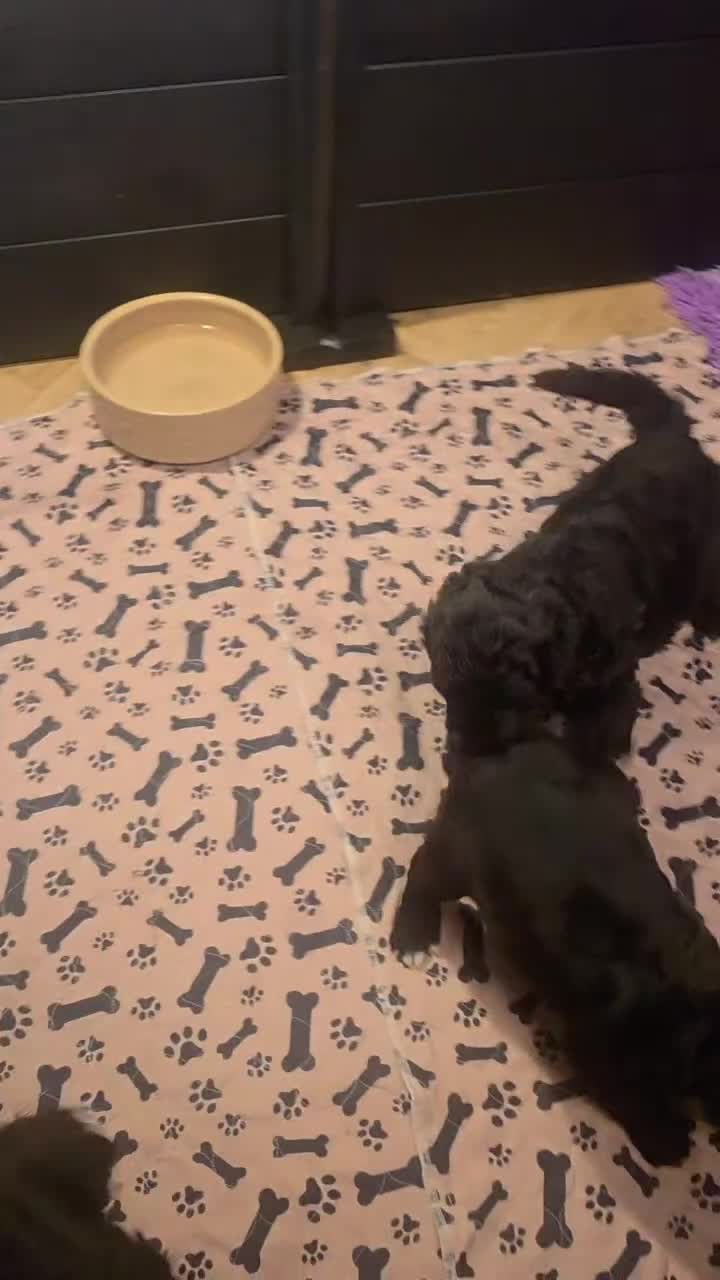 Bernedoodle dogs for sale: Top Quality BERNEDOODLE Puppies  - Video 1