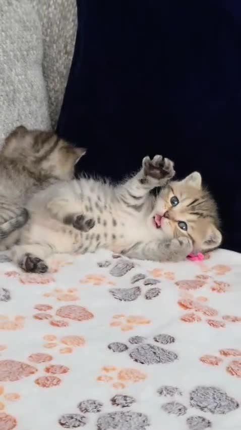 British Shorthair cats for sale: Gorgeous Golden Tabby ✨ British Shorthair Kitten ⭐ - Video 4