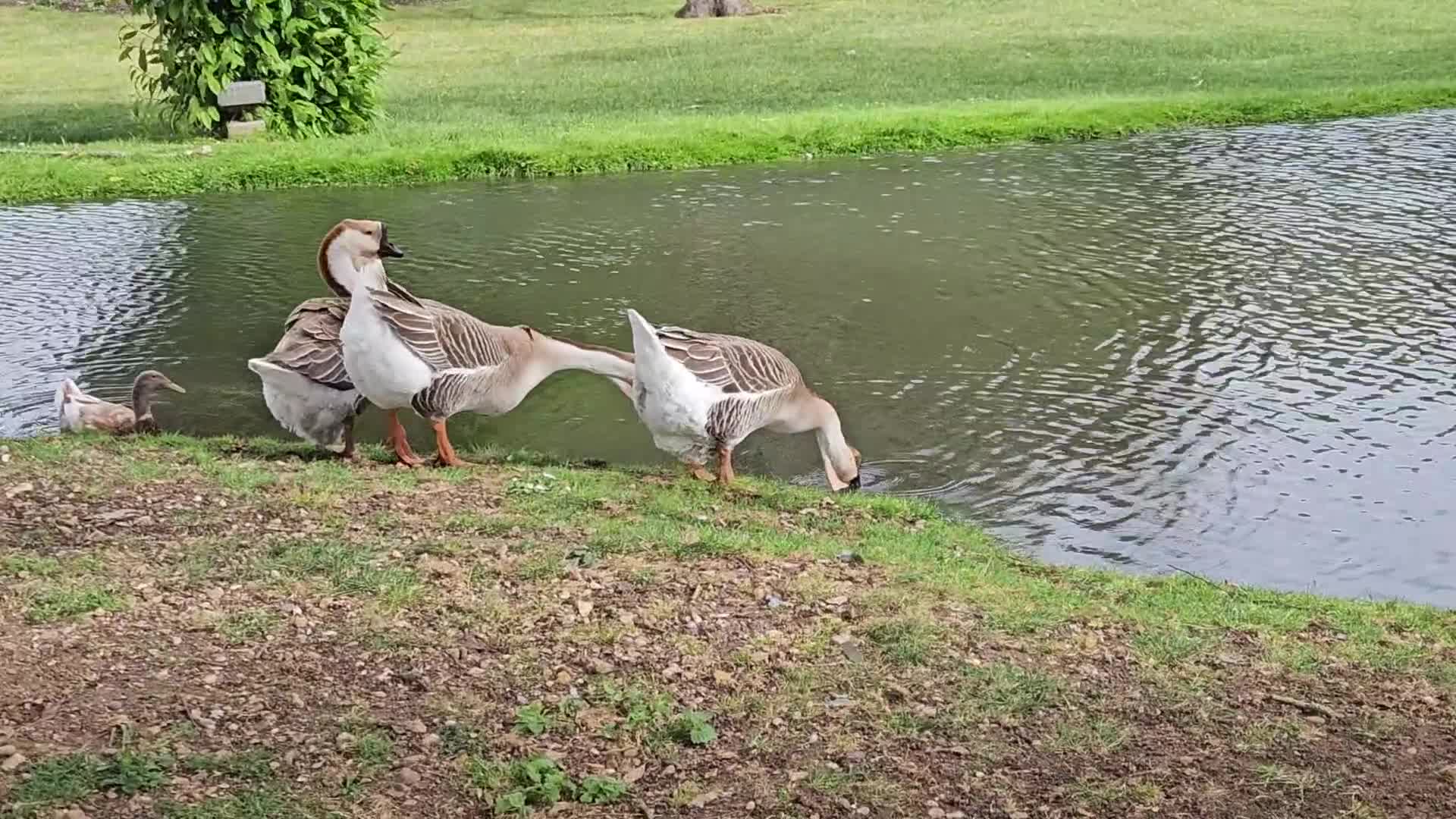 Geese poultry for sale: African Geese - Video 1