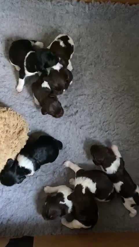 English Springer Spaniel dogs for stud: Working English Springer Spaniel Stud Health Test in Chelmsford - Video 1