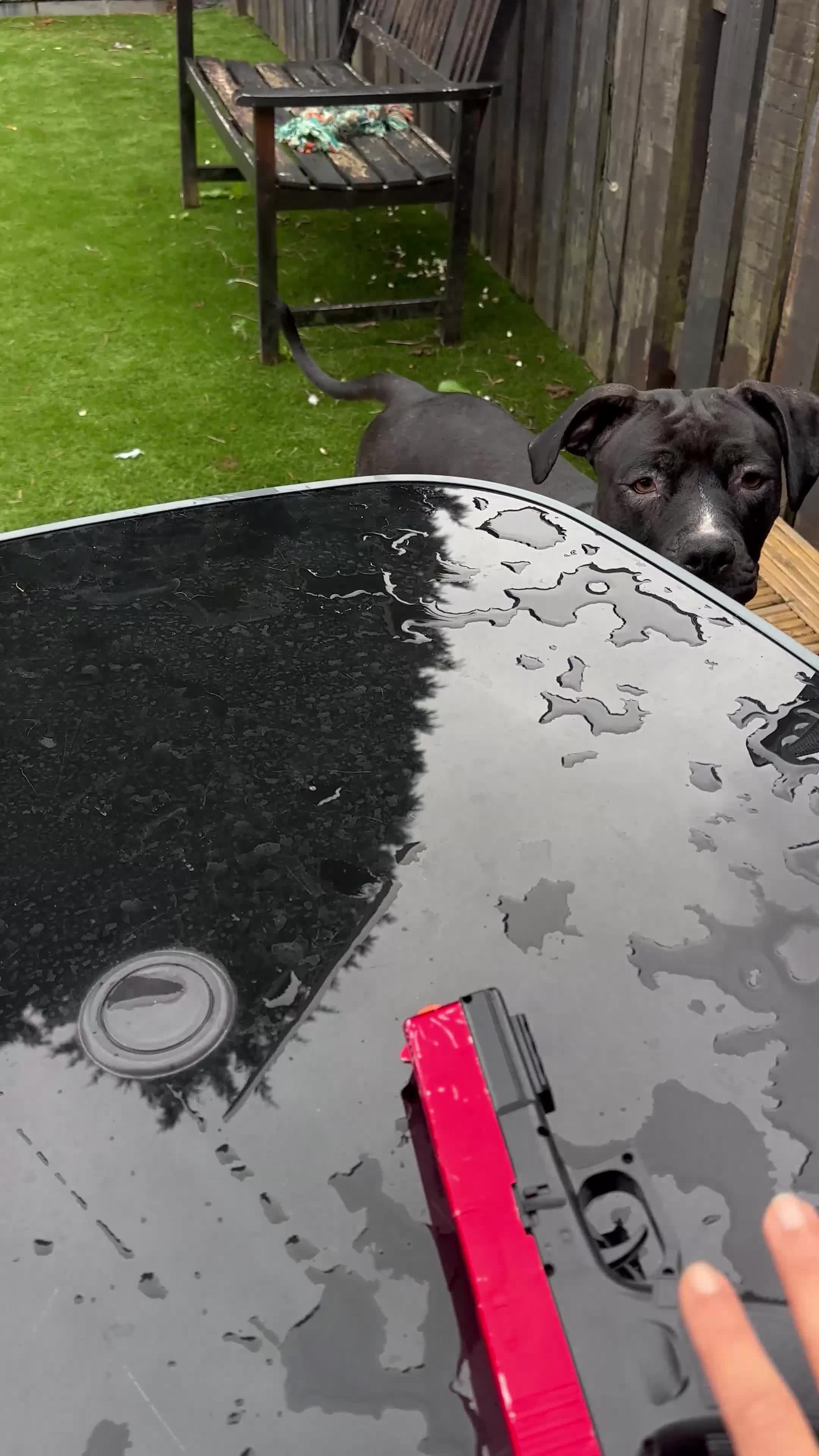 Mixed Breed dogs for sale: URGENT SELL - Mixed Cane Corso & Staffordshire  - Video 1