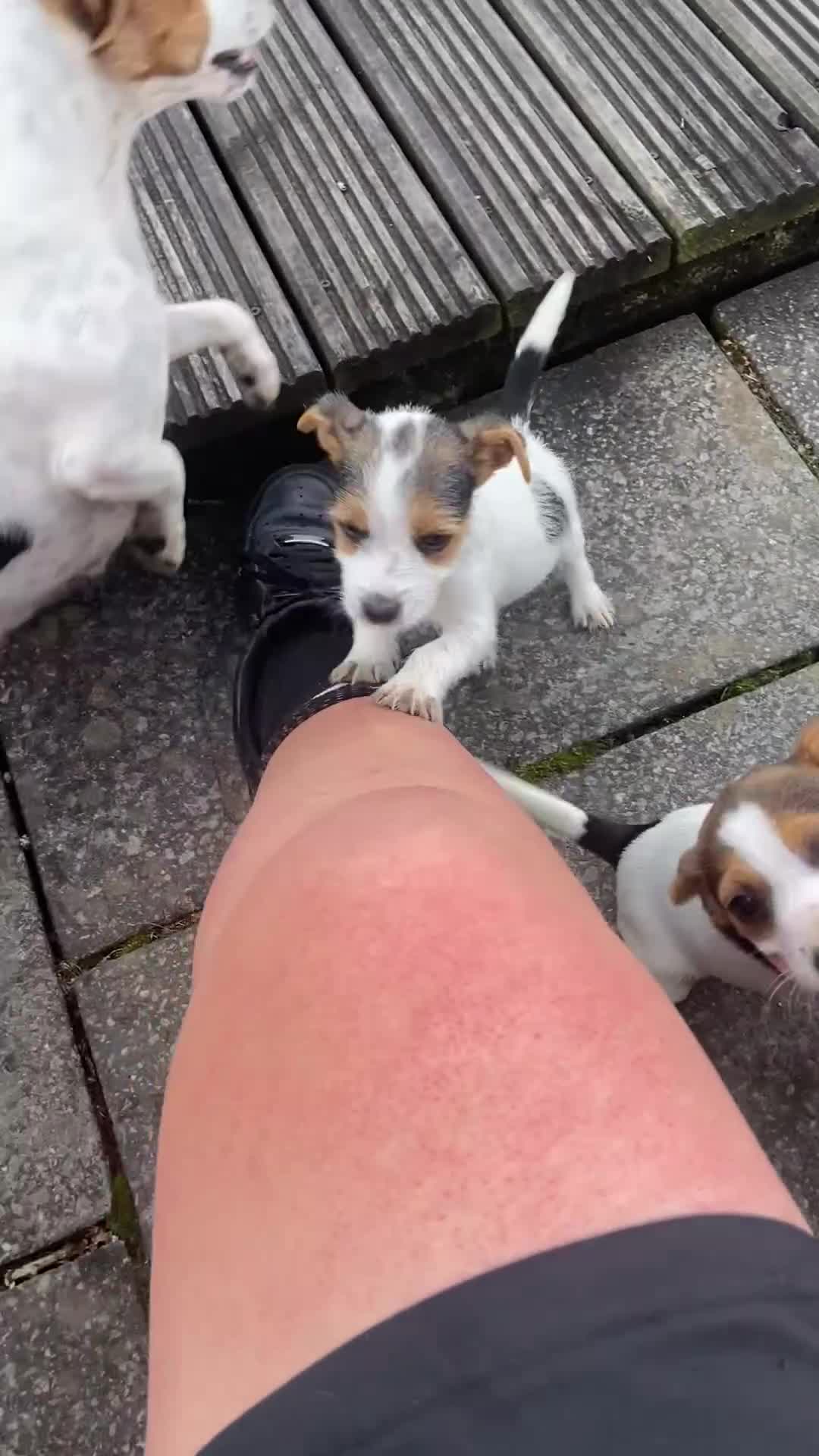Jack Russell dogs for sale: Jack Russell pups - Video 1