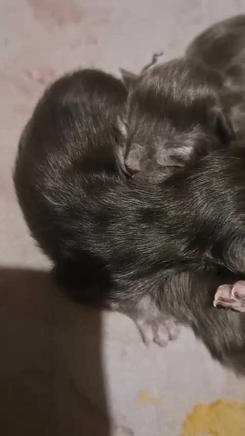 Maine Coon cats for sale: GCCF Maine coon litter  - Video 1