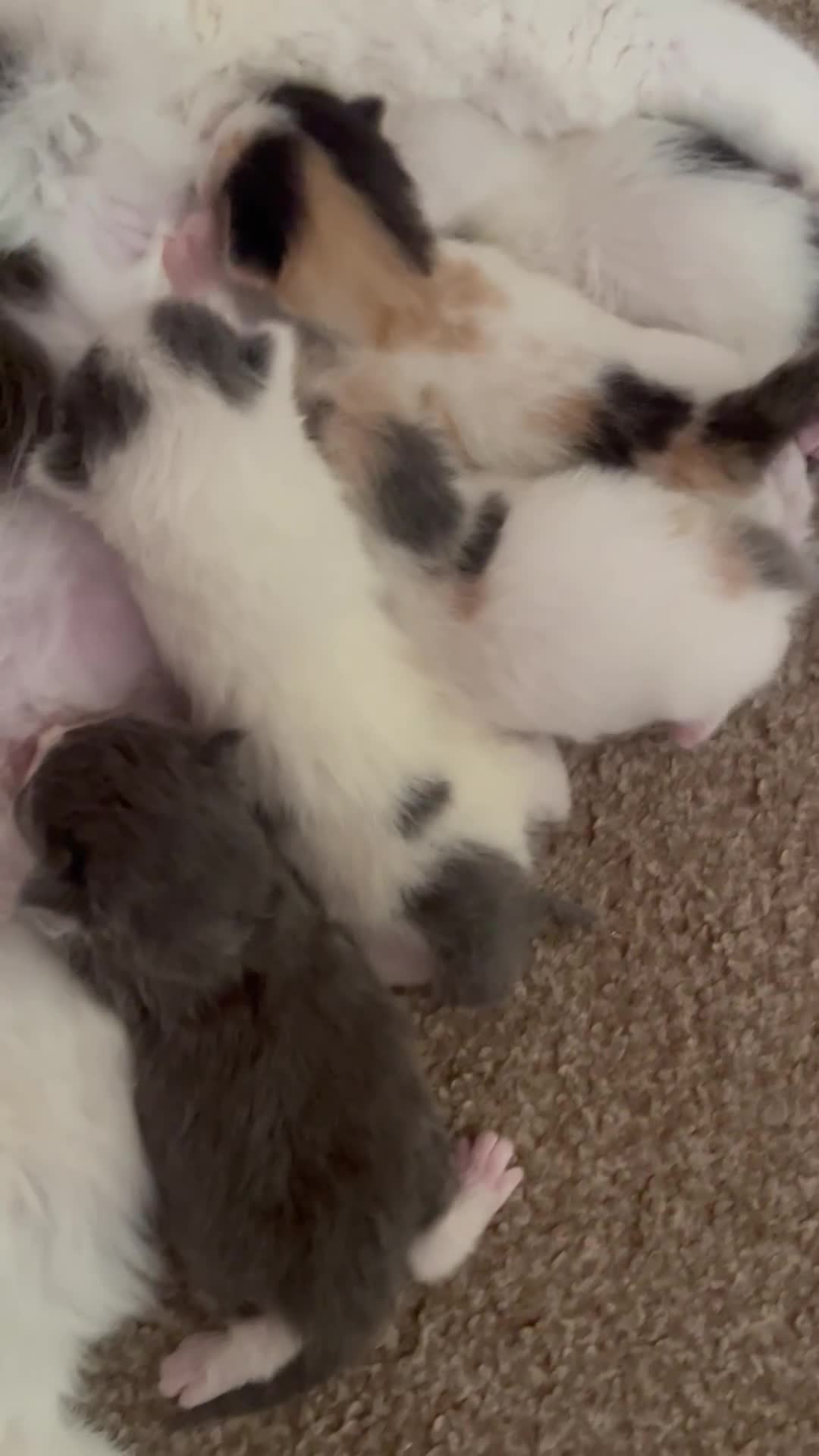 Mixed Breed cats for sale: Ragdoll cross birthed 5 babies in Paignton - Video 2