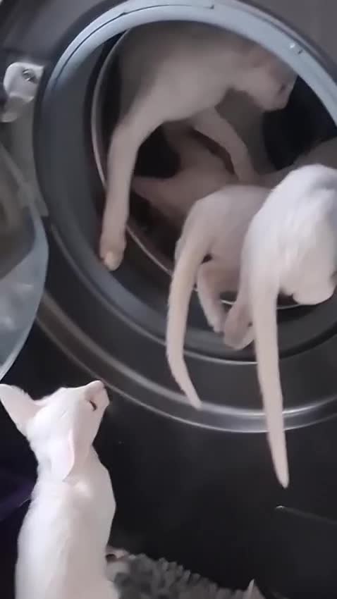 Oriental cats for sale: Adorable oriental kittens for sale - Video 3