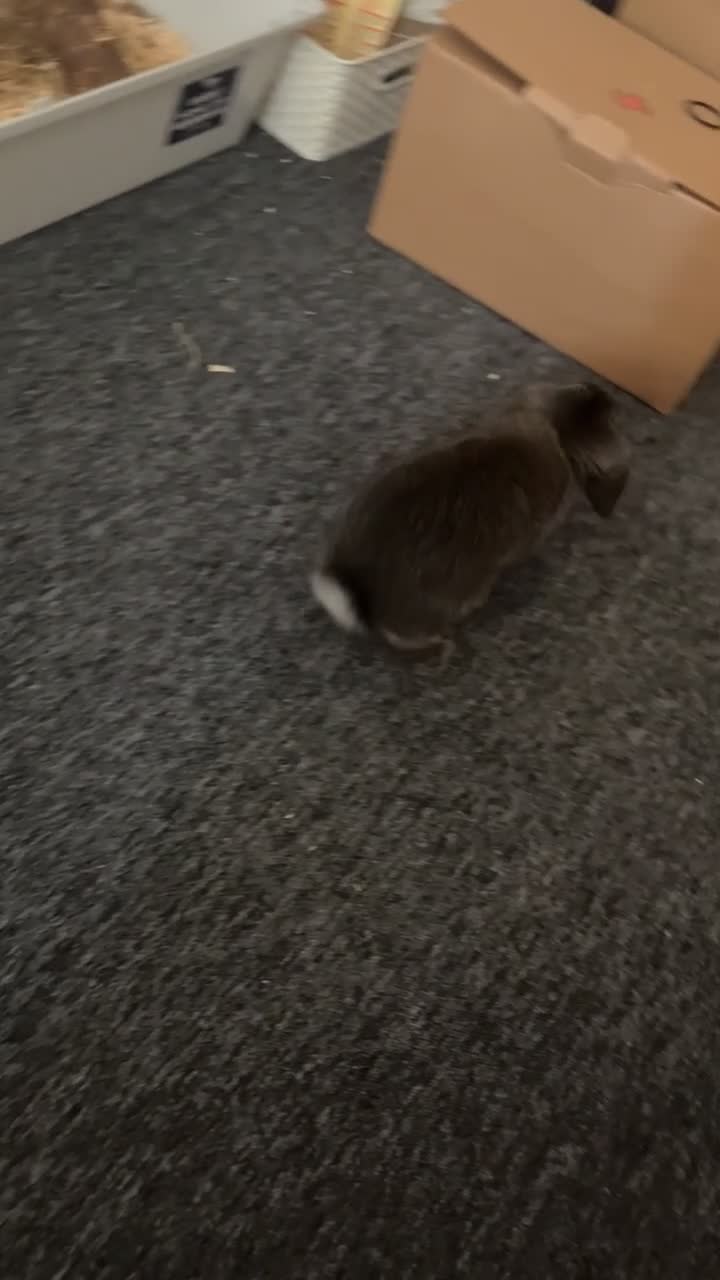 Mini Lop rabbits for sale: Mj the rabbit  - Video 3