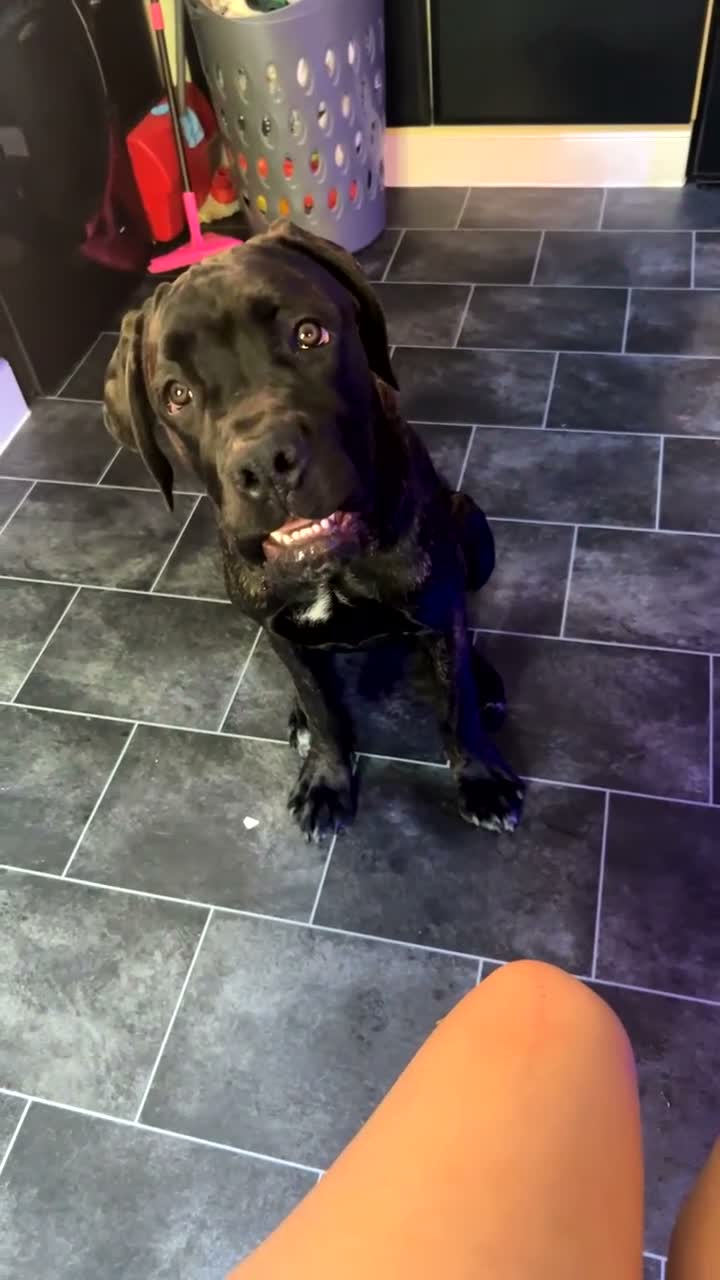 Cane Corso dogs for sale: Storm - Video 4