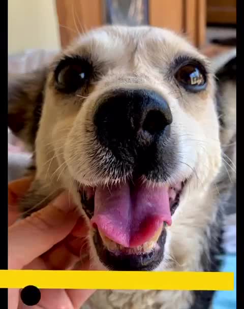 Mixed Breed dogs for adoption: Wilma 5-7yrs Crumpet 3-4yrs. Are adopted 🎉🎉 - Video 3