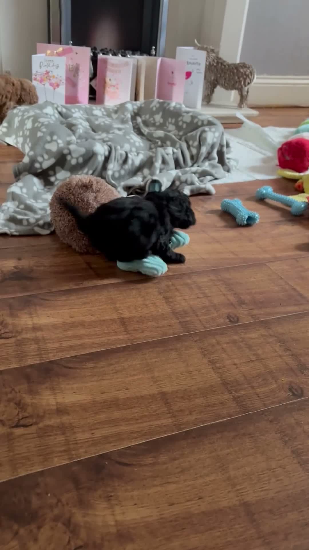 Cockapoo dogs for sale: Cockapoo puppy for sale - Video 1