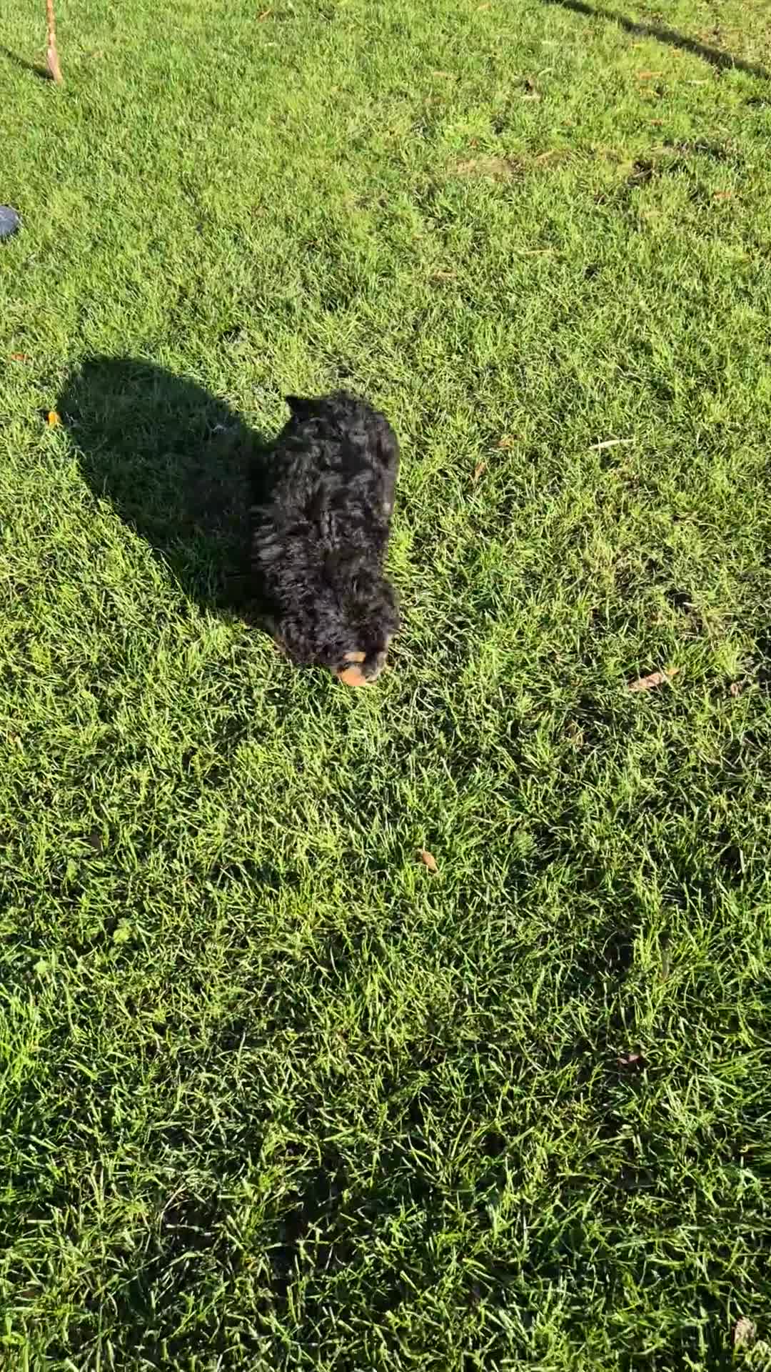 Bernedoodle dogs for sale: F1 Bernedoodle - Video 1