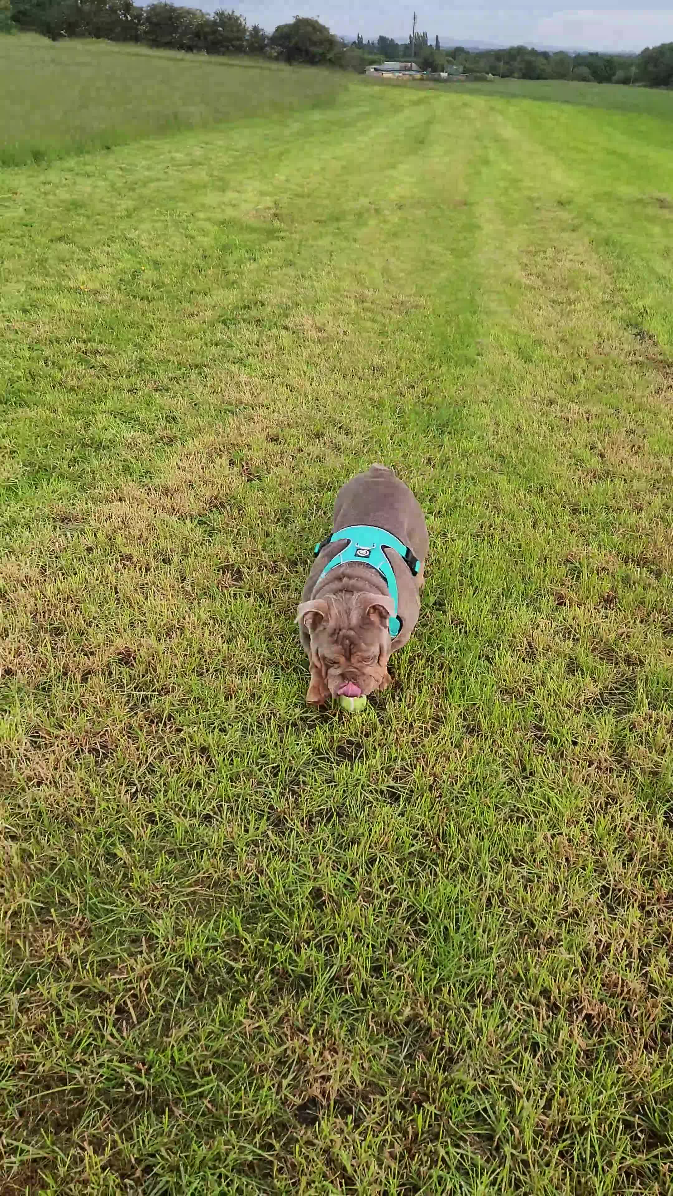 English Bulldog dogs for sale: Beautiful 2 year old intact Male - Video 1