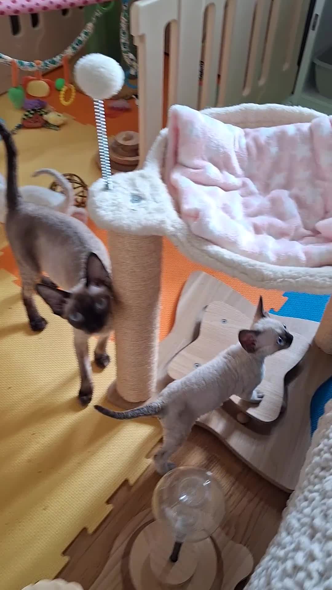 Devon Rex cats for sale: 🐱 Wonderful kittens Devon rex - Video 3