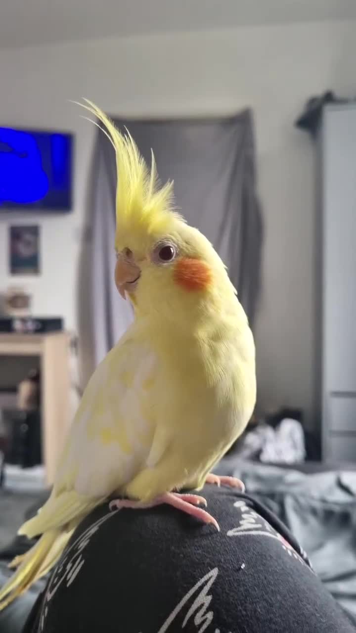 Cockatiels birds for sale: Male cockatiel around 3 years old in Nottingham - Video 2