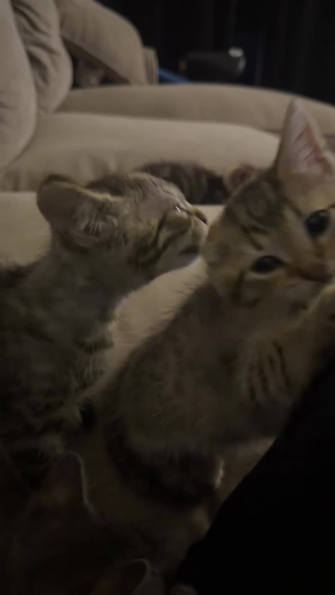 Mixed Breed cats for sale: Tabby cross ragdoll kittens - Video 2