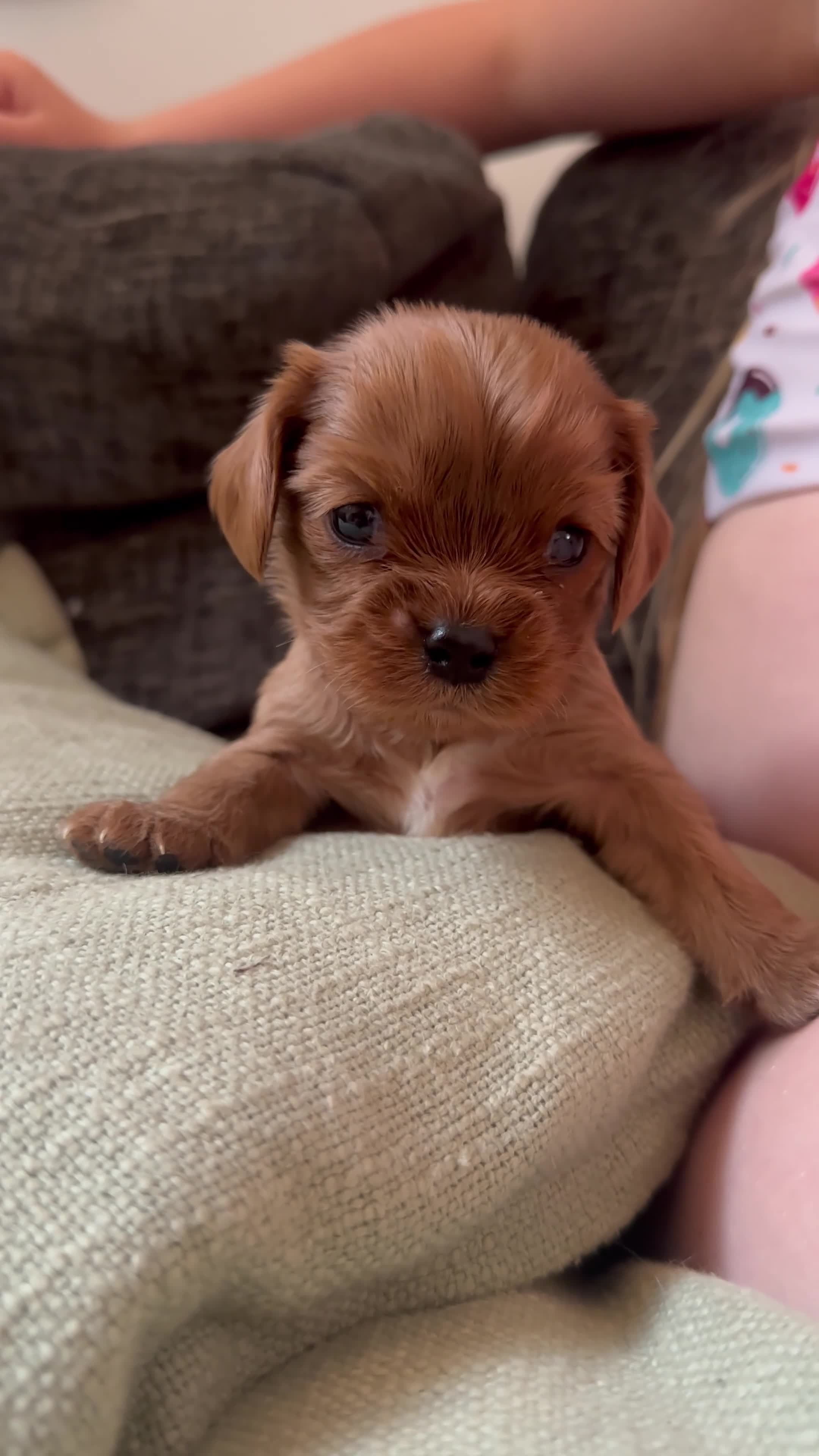 Cavalier King Charles Spaniel dogs for sale: Special Ruby Boys🐾♥️ Ready to leave now 🏠🫶 - Video 3