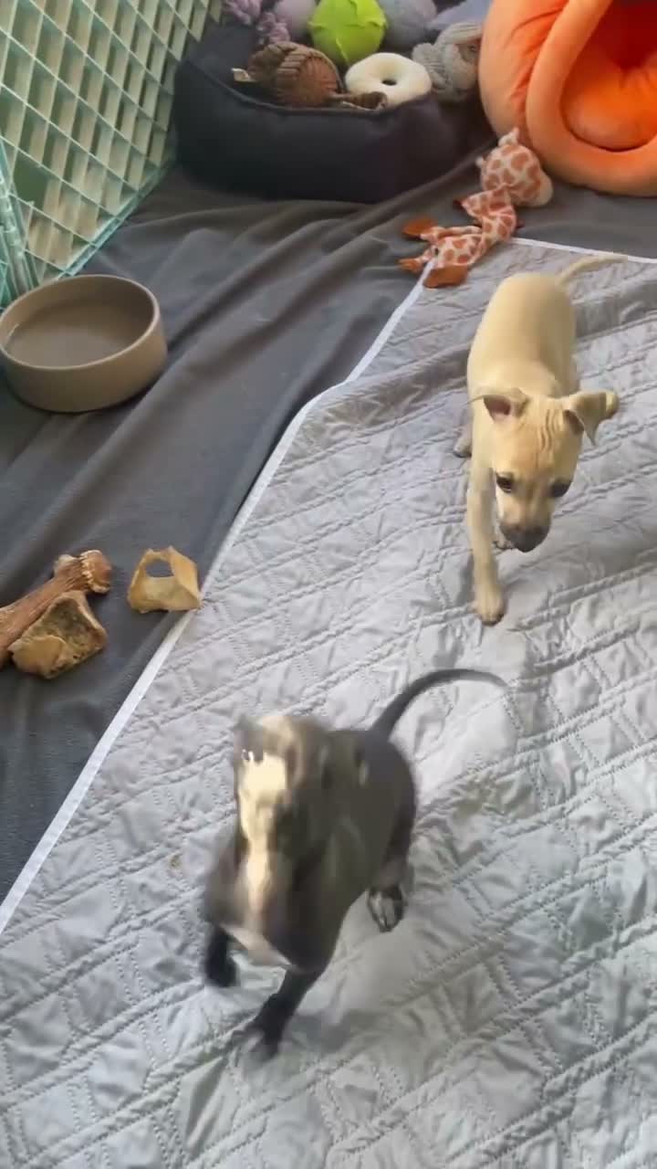 Italian Greyhound dogs for sale: 🐾✨Gorgeous KC Italian greyhound licensed breeder  - Video 1