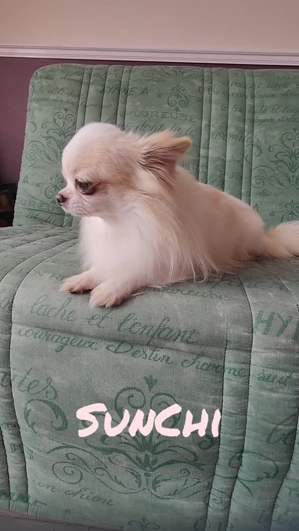 Chihuahua dogs for stud: STUD: Gorgeous White Long Coat Chihuahua  in Aldershot - Video 1