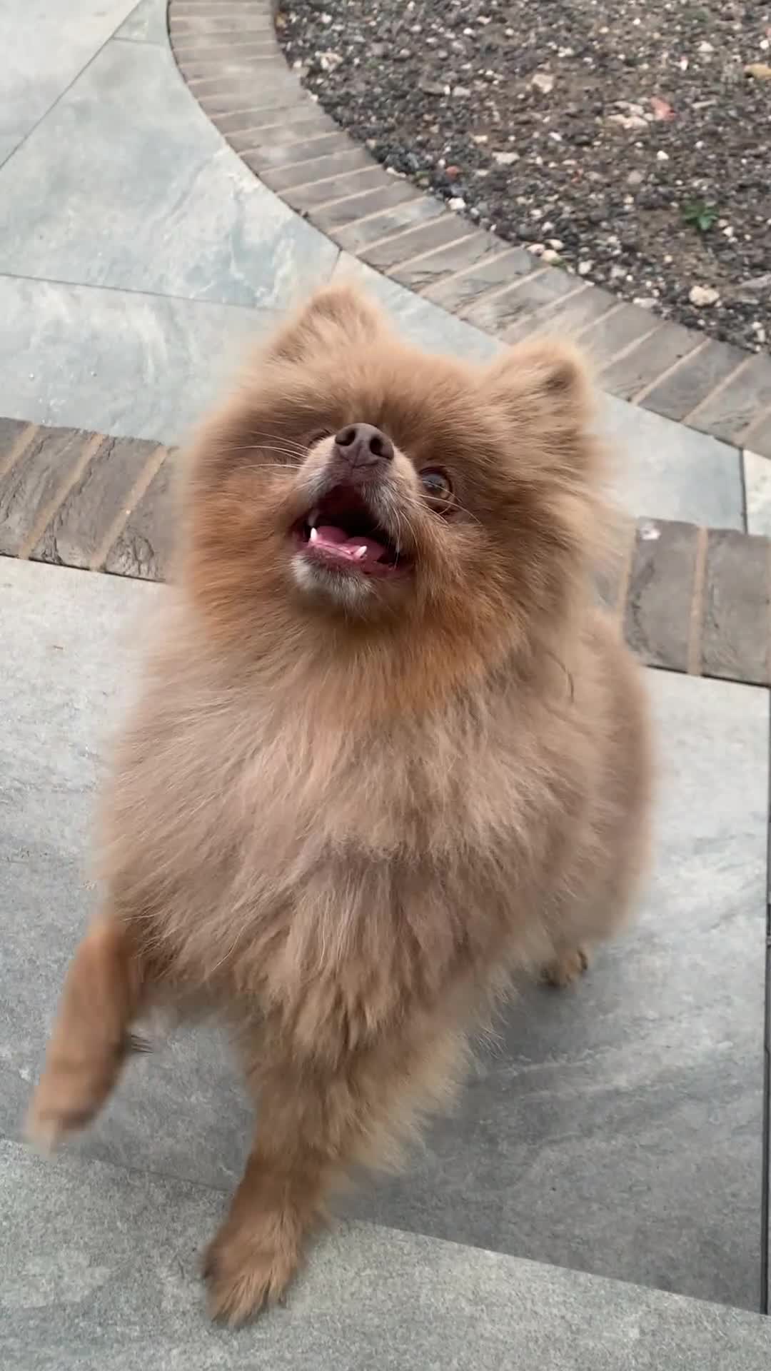 Pomeranian dogs for sale: Beautiful kc reg pomeranian - Video 1