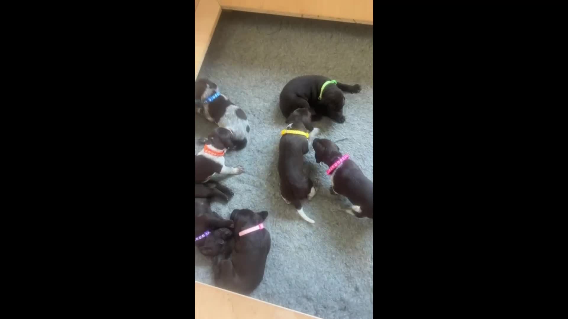 German Shorthaired Pointer dogs for sale: Beautiful KC GSP Puppies - Video 3