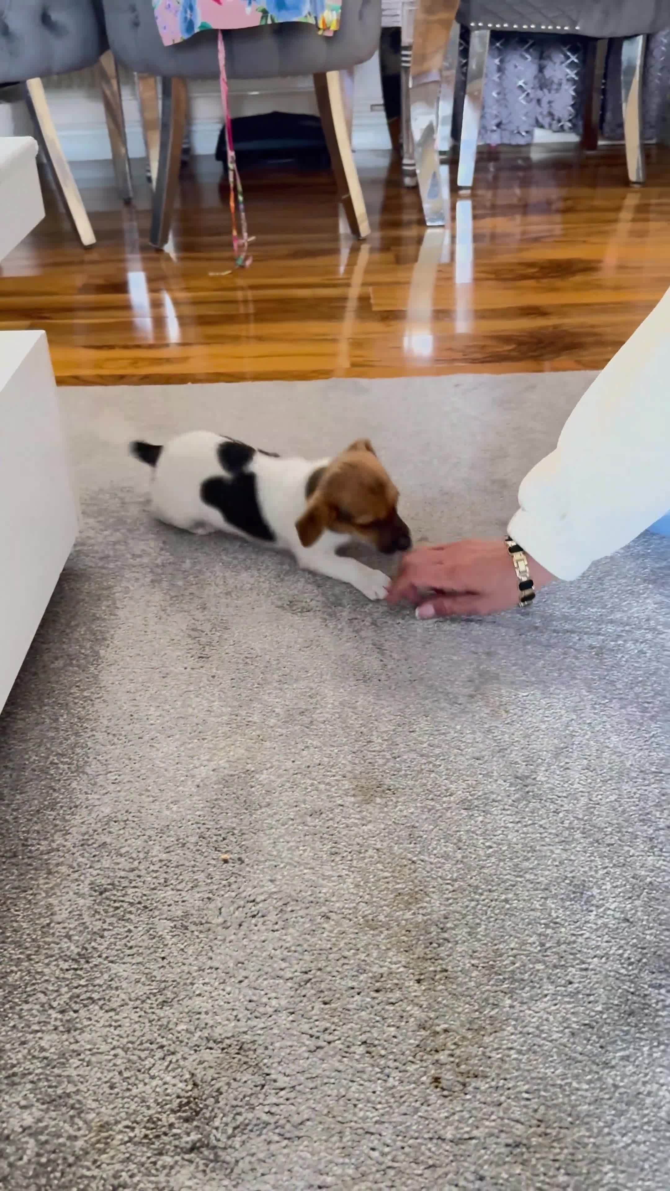Jack Russell dogs for sale: Jack Russell Terrier puppies – ready for new homes - Video 3