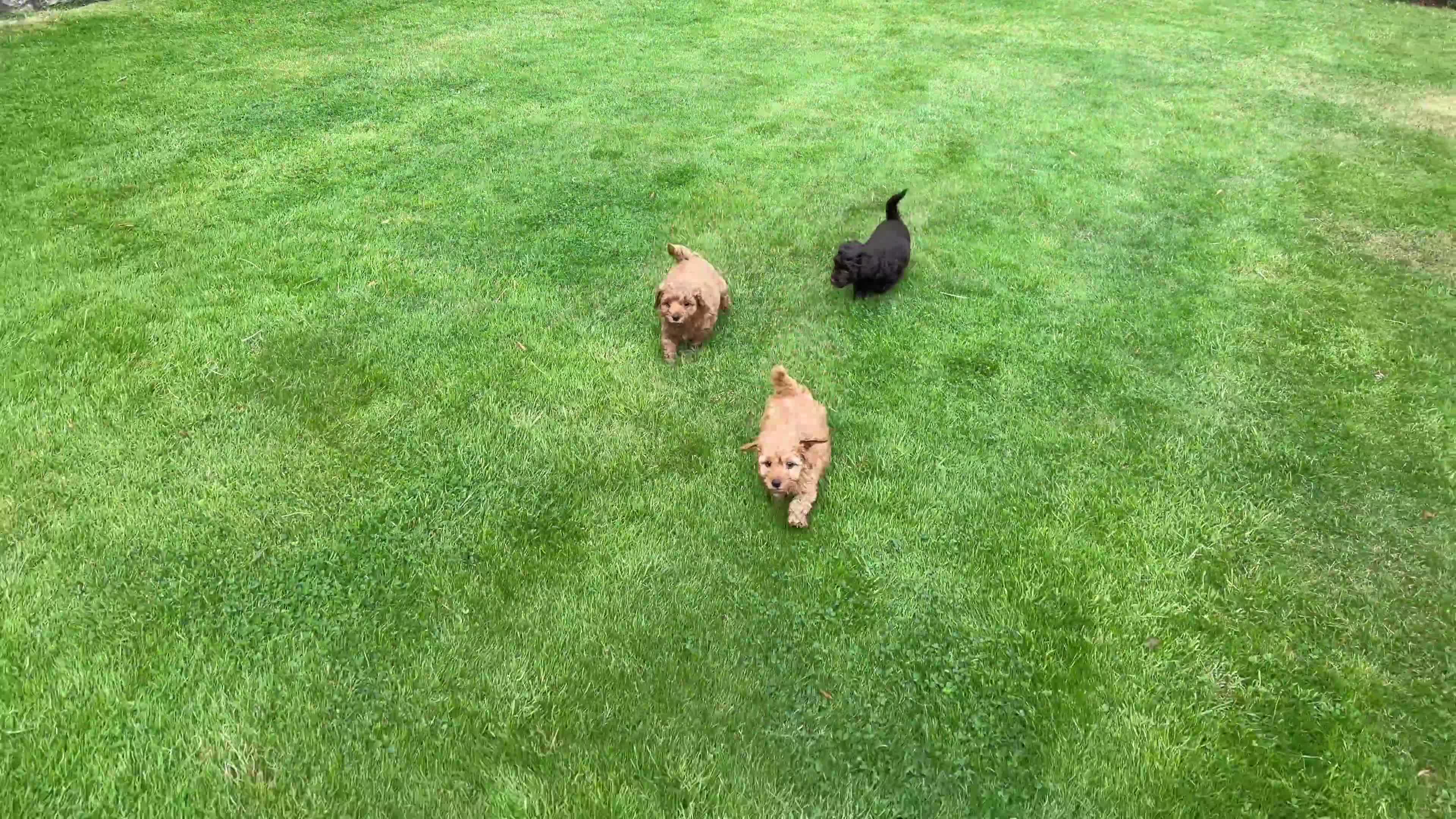 Yorkiepoo dogs for sale: Yorkipoo Boy Puppies  in Bishop Auckland - Video 1