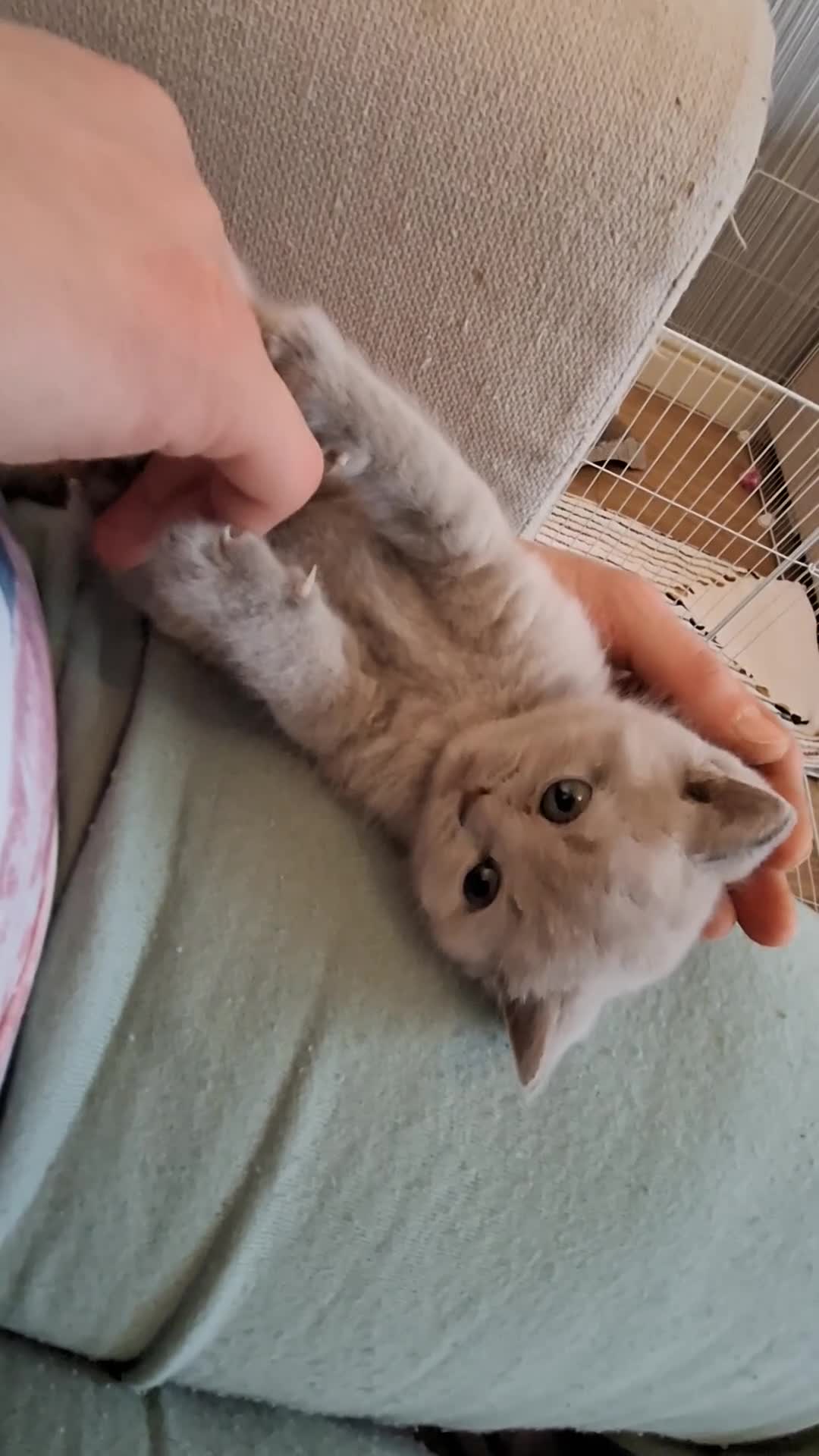 British Shorthair cats for sale: GCCF- BSH- Lilac boy and Blue girl - Video 2