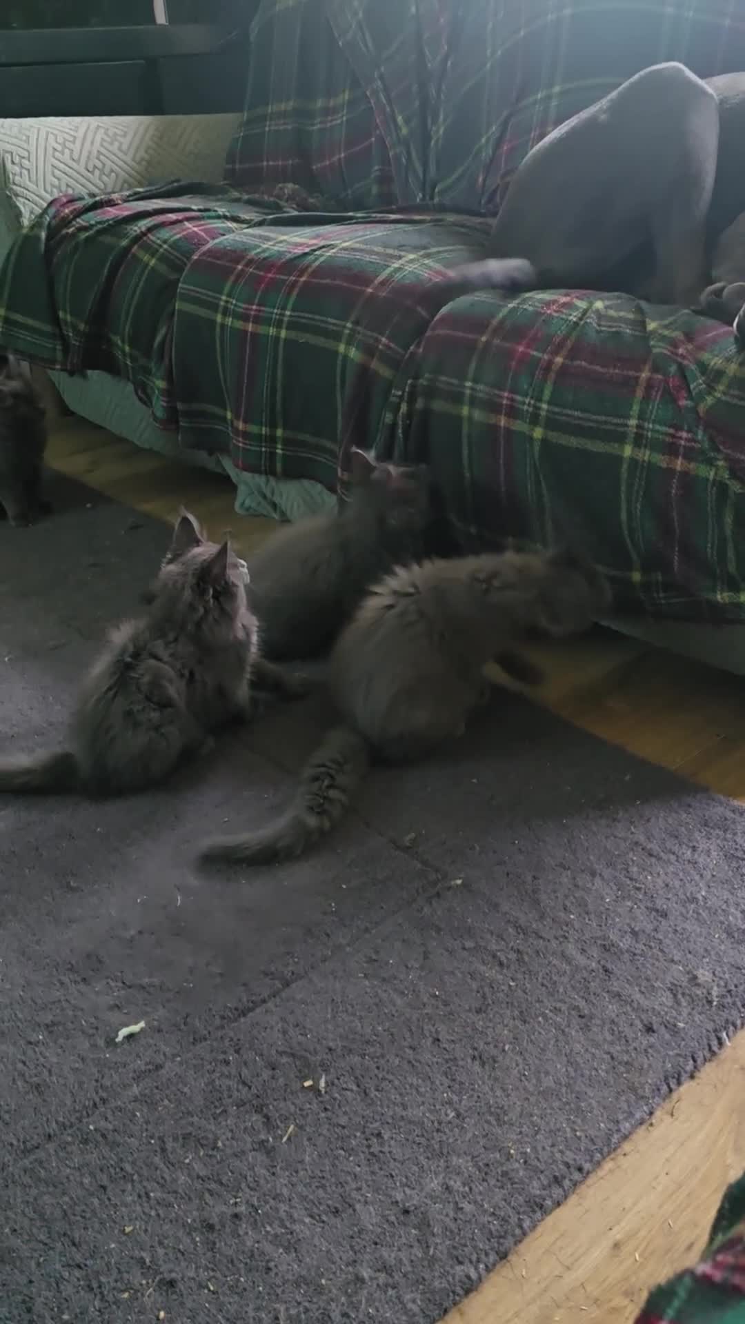Maine Coon cats for sale: Blue Maine Coon babies - Video 3
