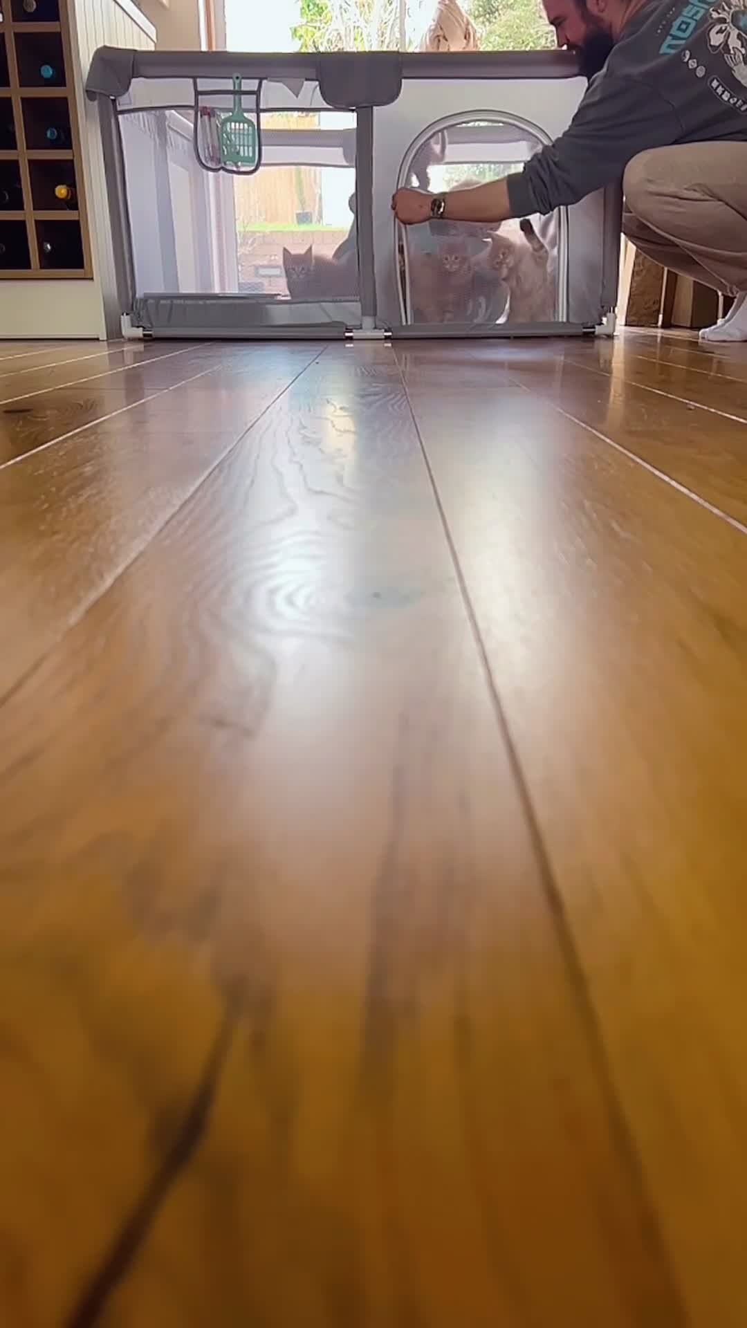 Maine Coon cats for sale: Exceptional Maine Coon Kittens - Rare Red Girls - Video 2