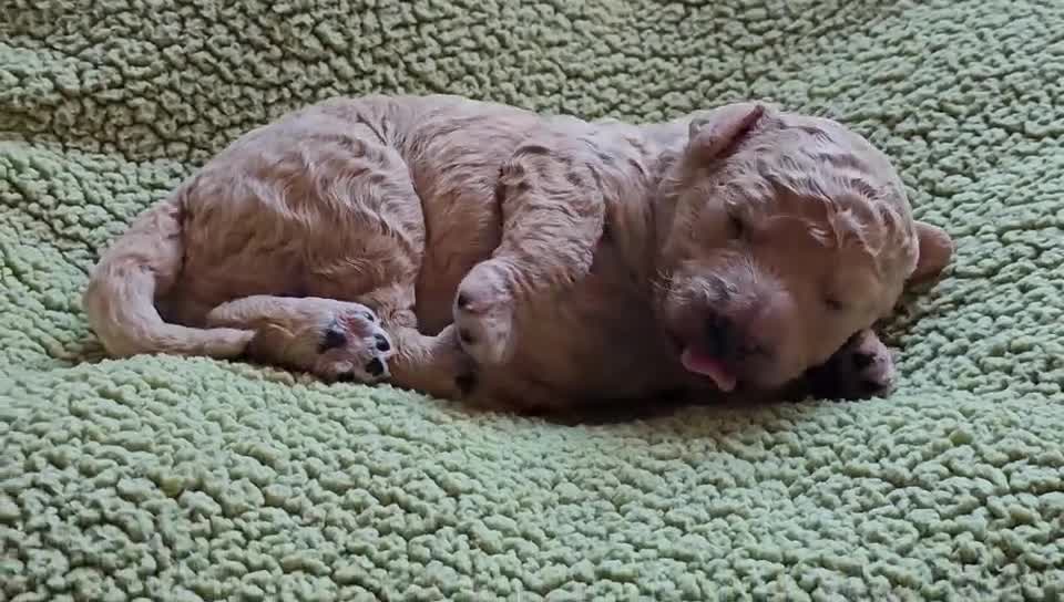 Goldendoodle dogs for sale: Exceptional Medium Goldendoodle pups for sale - Video 5