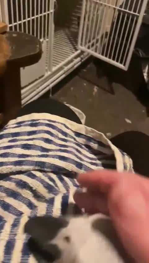 Parrots birds for sale: African grey 15 weeks old just weaning  - Video 1