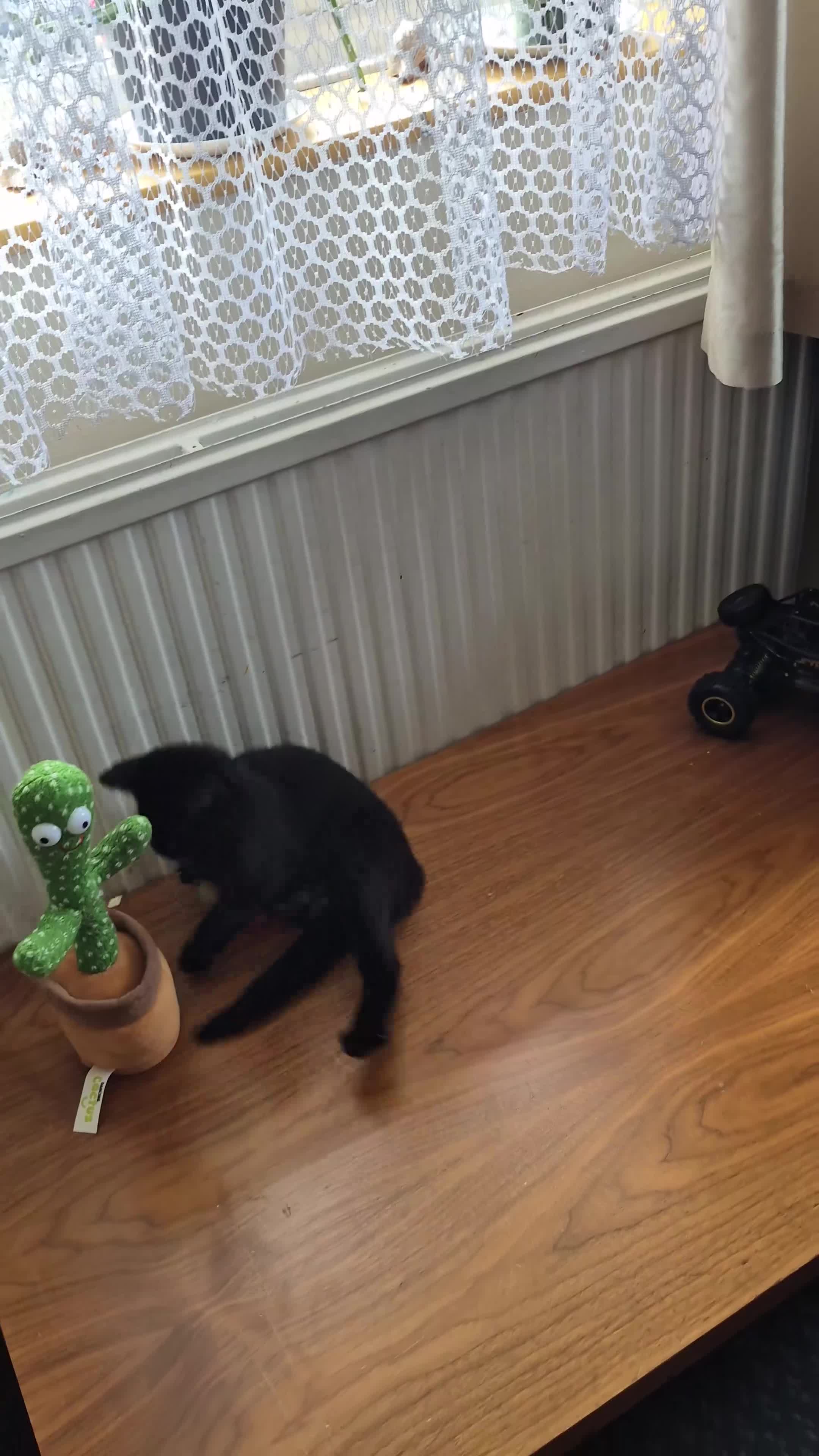 Mixed Breed cats for sale: 💓very playfull russian blue cat and ragdoll mix  - Video 1