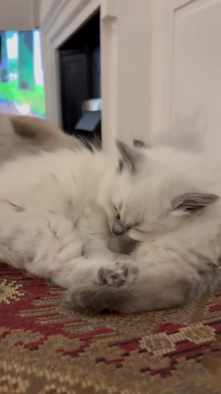 Ragdoll cats for sale: Beautiful Ragdoll Kittens for sale - Video 1