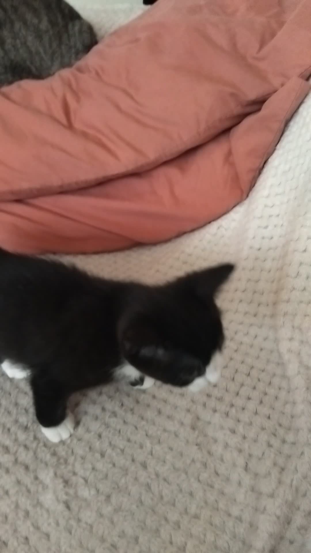 Mixed Breed cats for sale: Lovely female bengal x kitten for sale. - Video 3