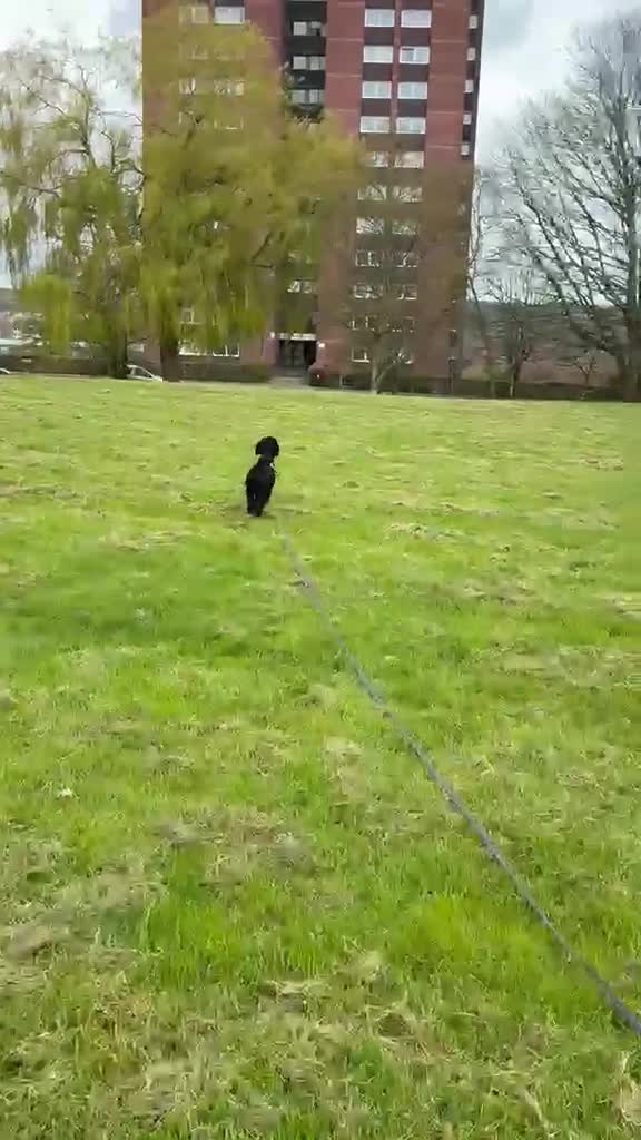 Miniature Poodle dogs for adoption: ❤️🐶 CHARLIE – Sweet, Lively Girl Ready for Home in Stoke-on-Trent - Video 5