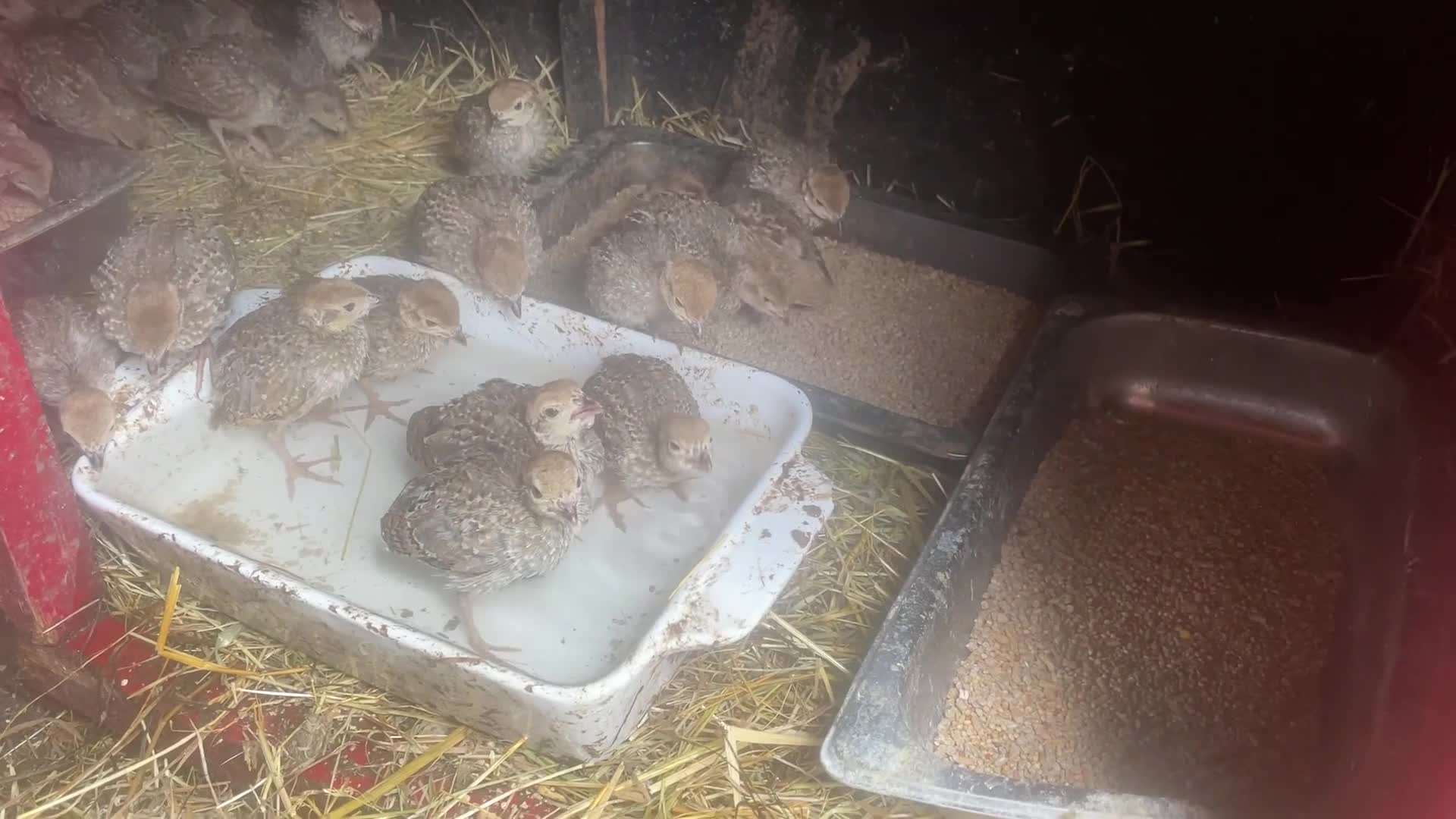 Patridge poultry for sale: Selling Silver  partridges chiks . Age 26 days . - Video 1