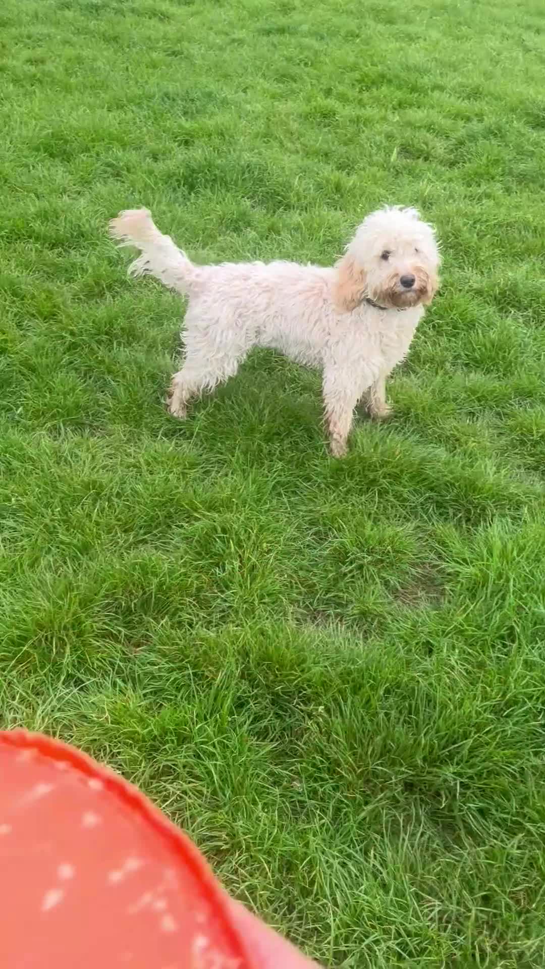 Cockapoo dogs for sale: Narla female cockerpoo  in Glastonbury - Video 2