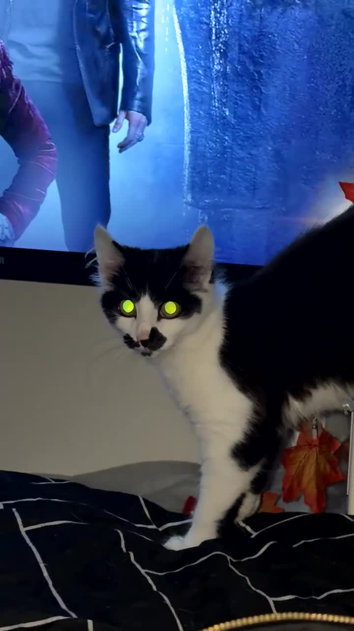 Domestic Shorthair cats for sale: Ziggy, zeke and zane, rescued kittens🥰 - Video 3