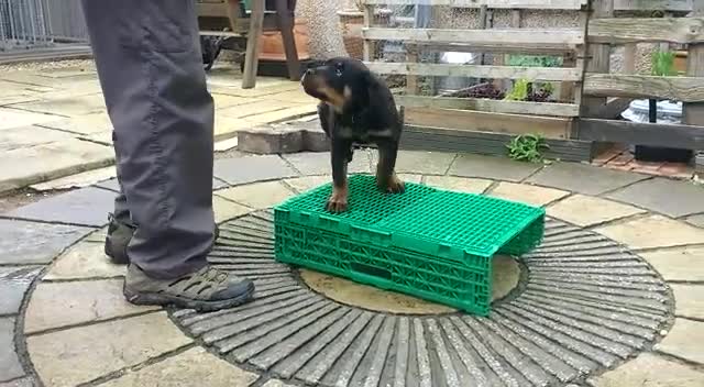 Rottweiler dogs for sale: TRADITIONAL GERMAN ROTTWEILER PUPPIES FOR SALE - Video 1