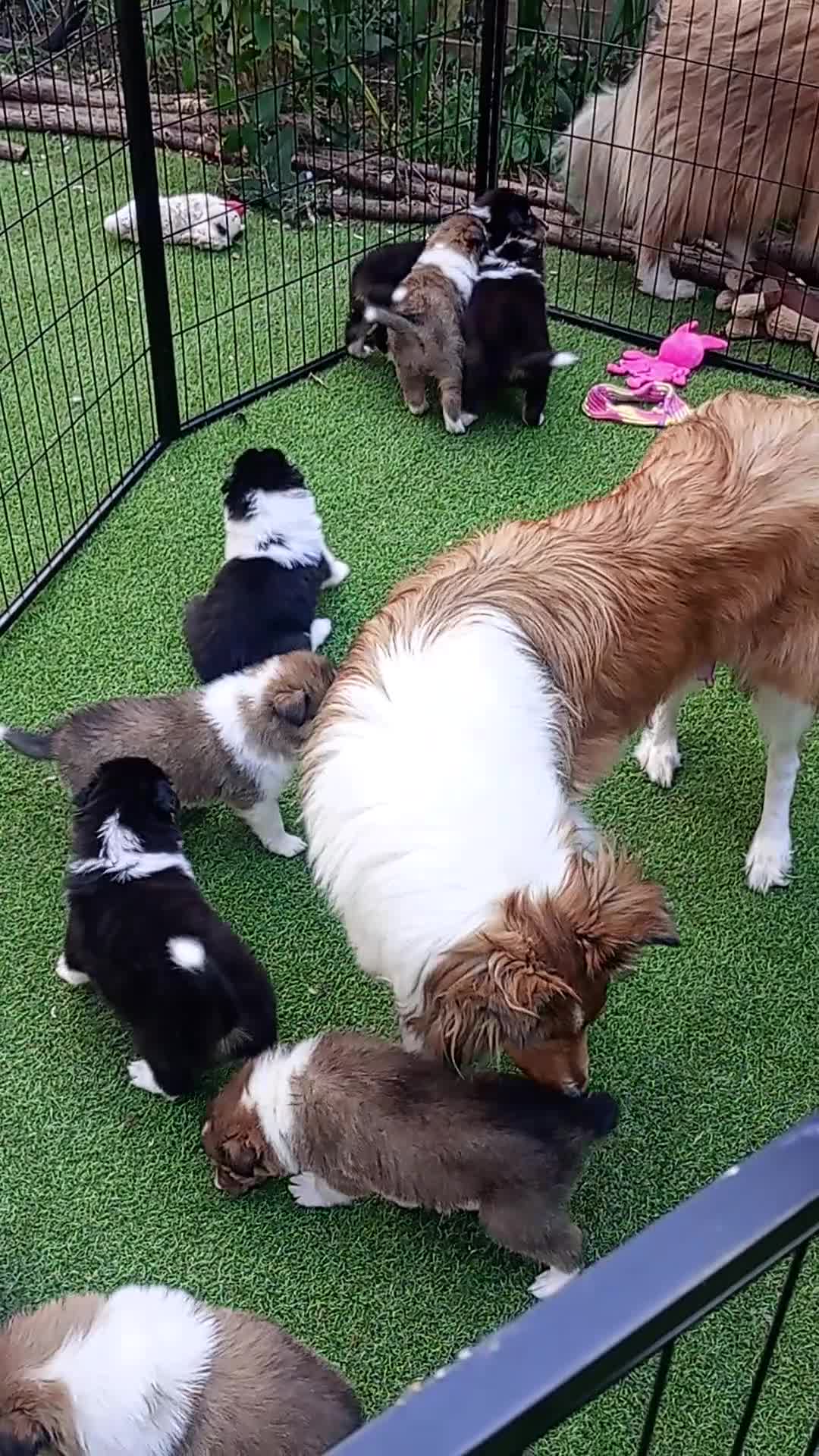 Rough Collie dogs for sale: Stunning Rough Collie boys, DNA clear non carriers - Video 1