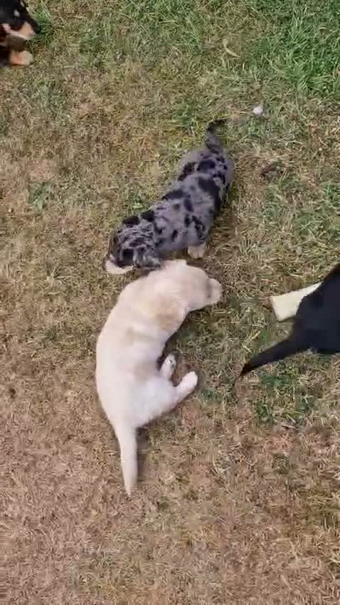 Miniature Dachshund dogs for sale: Beautiful Puppies  - Video 1