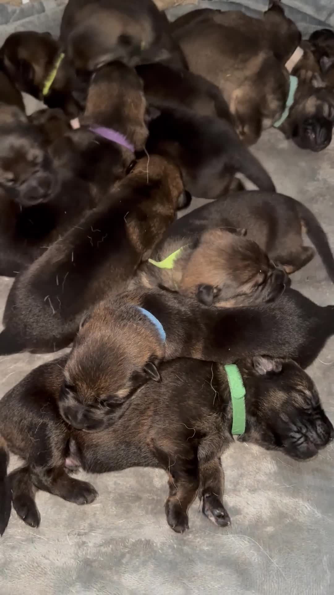 German Shepherd dogs for sale: Stunning German Shepard Litter Only 4 girls left - Video 2