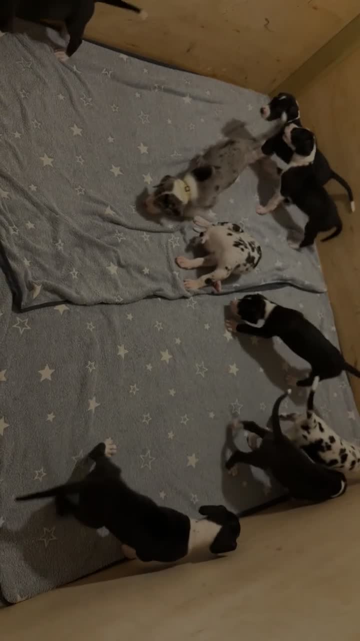 Great Dane dogs for sale: Championship Great Dane Pups  - Video 2