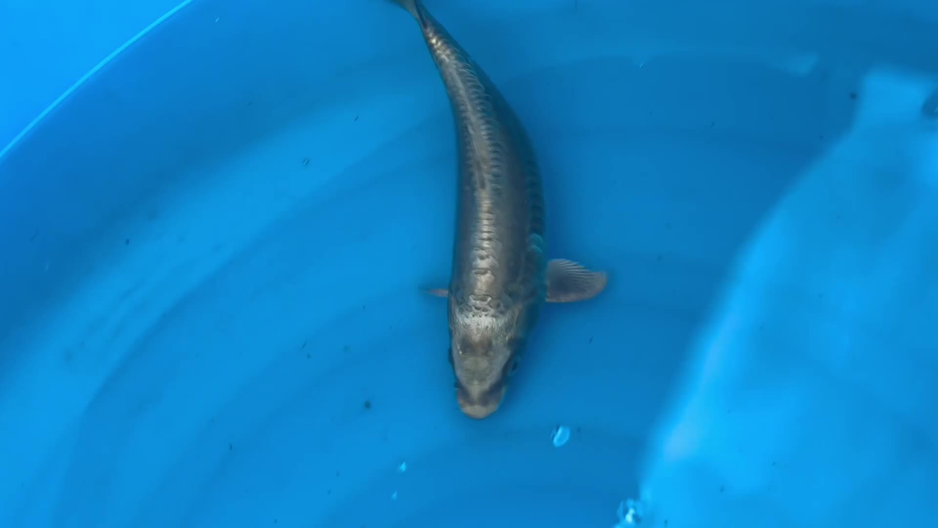 Koi Carp fish for sale: Two koi carp for sale  in Northampton - Video 2