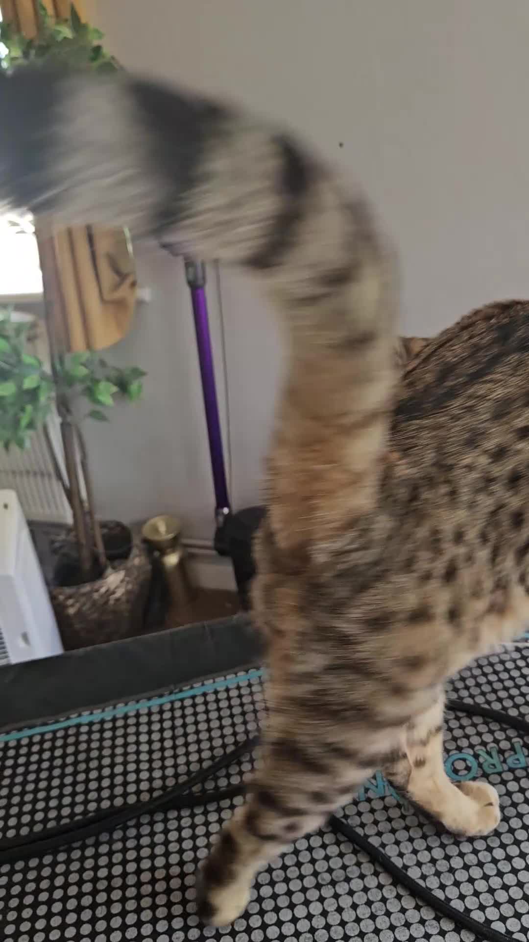 Mixed Breed cats for sale: Meet Leo beautiful Bengal/Siamese mix in London - Video 1
